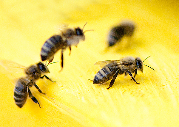 Sammelbienen